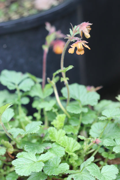 *RETAIL - Geum 'Marmalade'