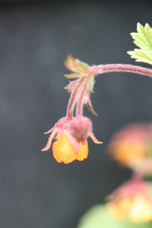 *RETAIL - Geum 'Marmalade'