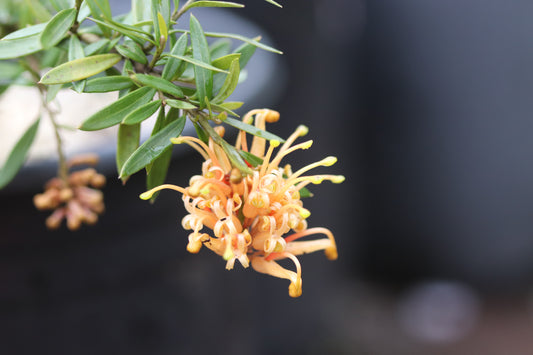 *RETAIL - Grevillea 'Poorinda Leane'