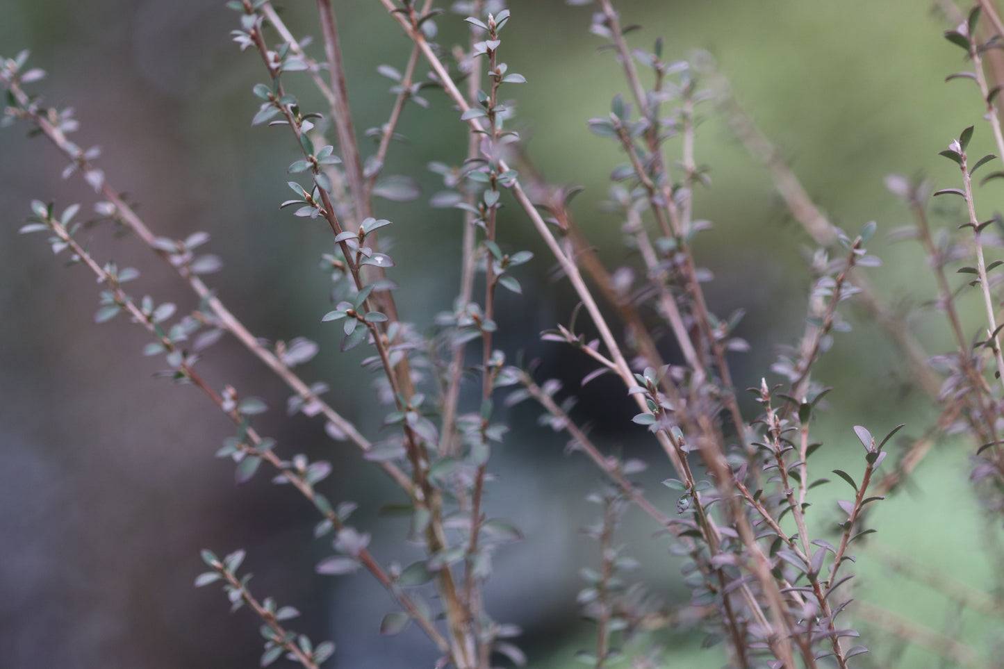 *RETAIL - Leptospermum scoparium 'Washington Park Hardy'