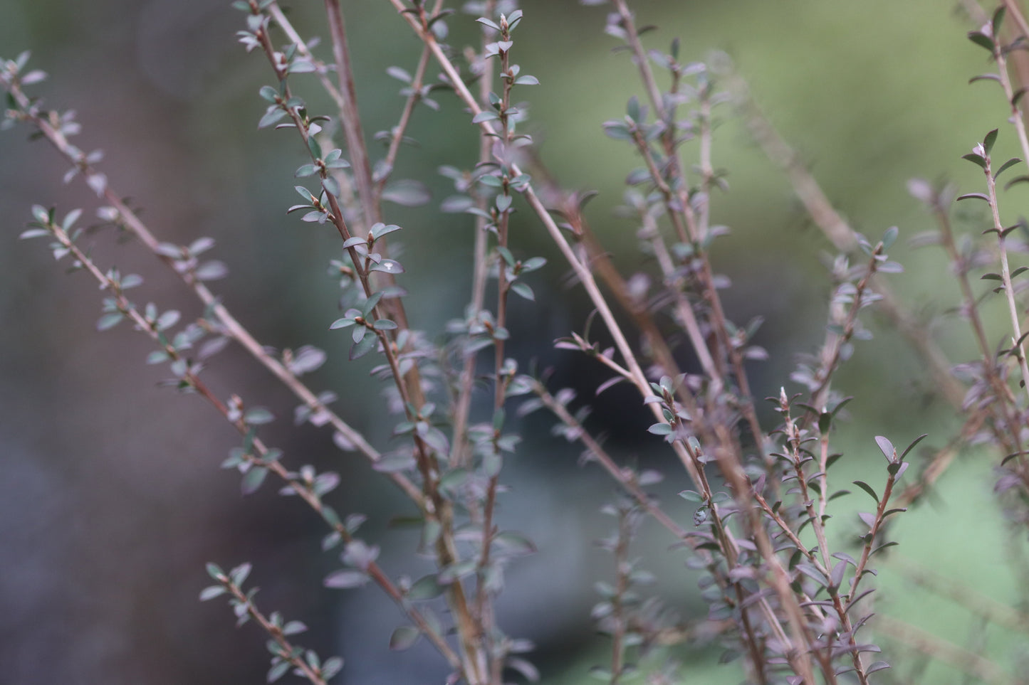 Leptospermum scoparium 'Washington Park Hardy'