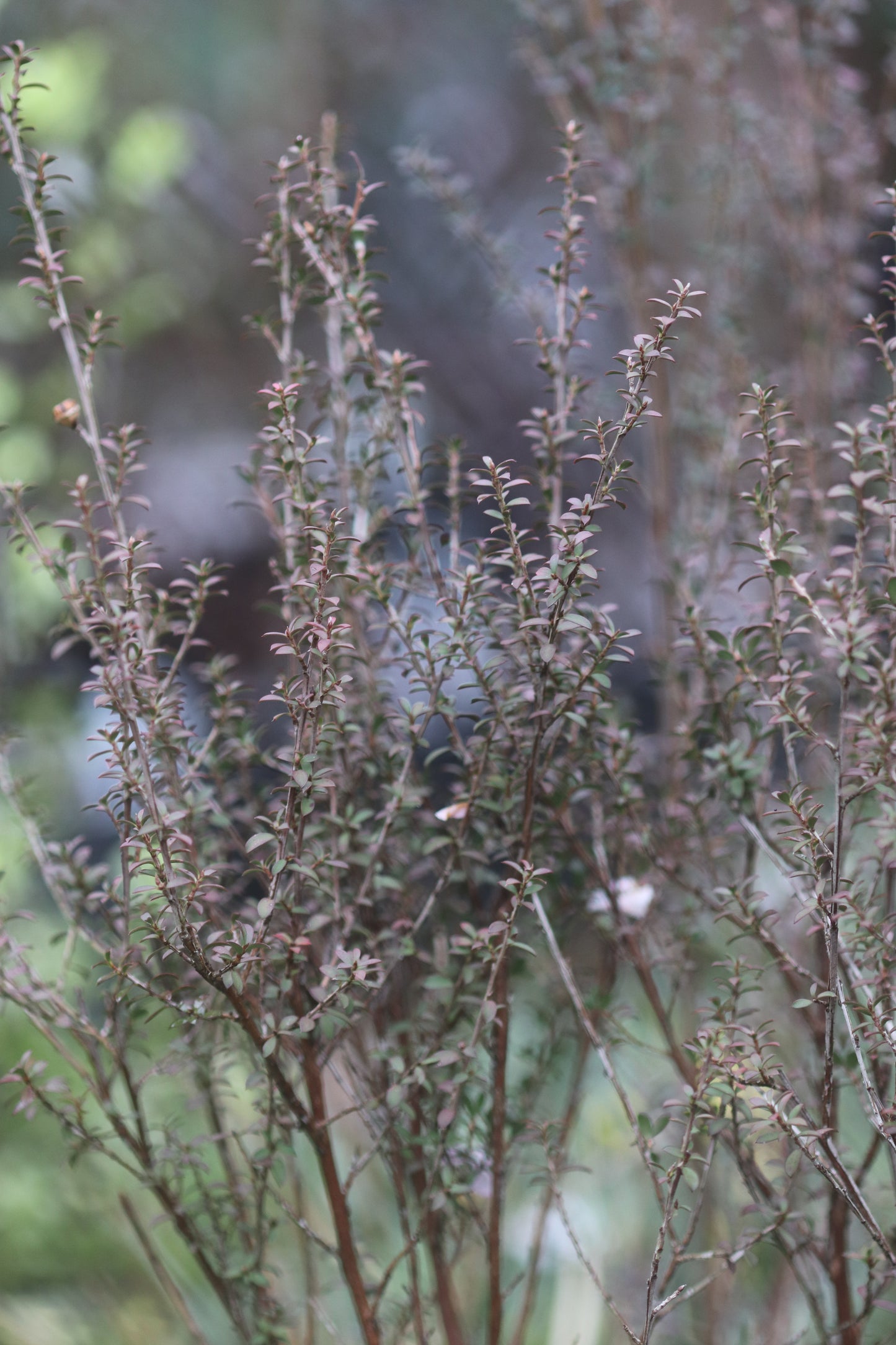 *RETAIL - Leptospermum scoparium 'Washington Park Hardy'