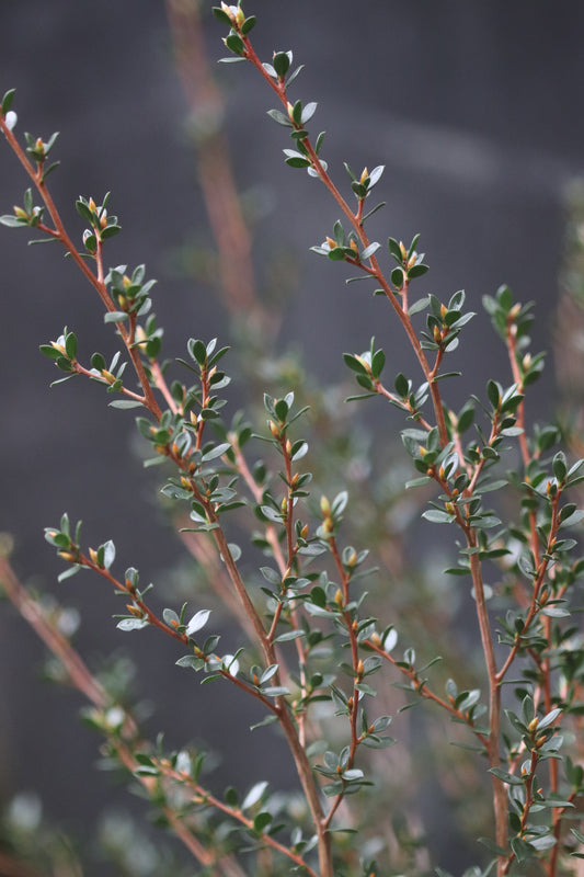 *RETAIL - Leptospermum rupestre 'Highland Pink'