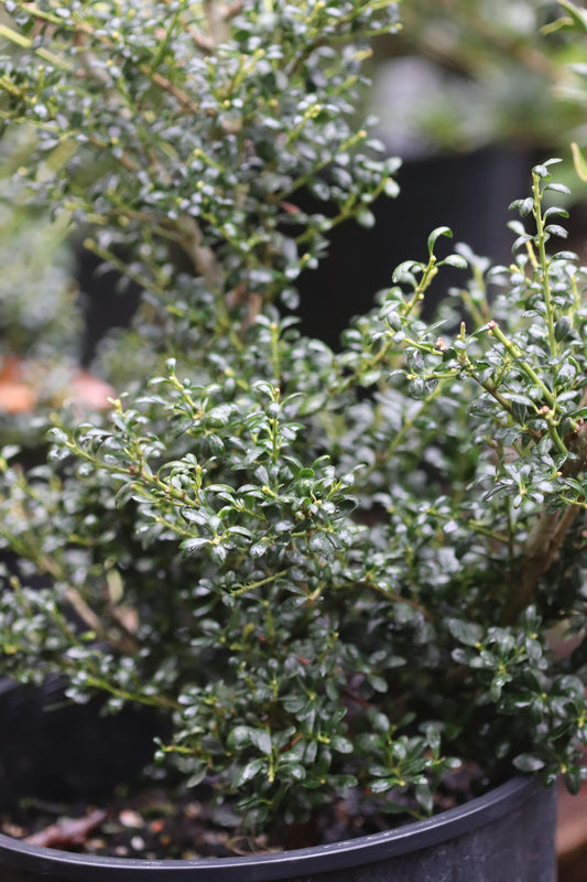 *RETAIL - Ilex crenata 'Geisha'