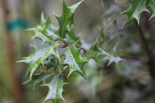 *RETAIL - Osmanthus heterophyllus 'Riptide'