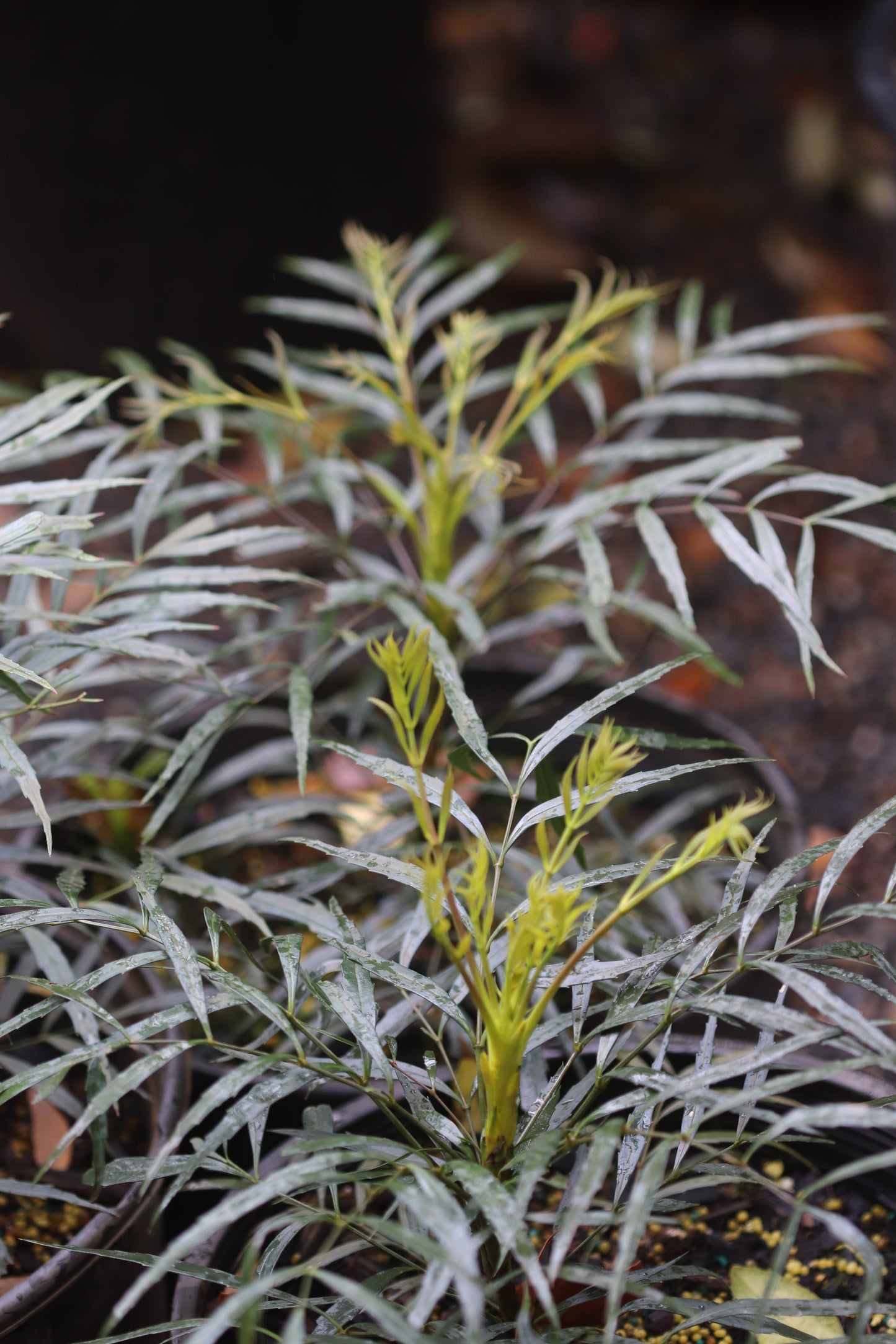 *RETAIL - Mahonia eurybracteata 'Soft Caress'