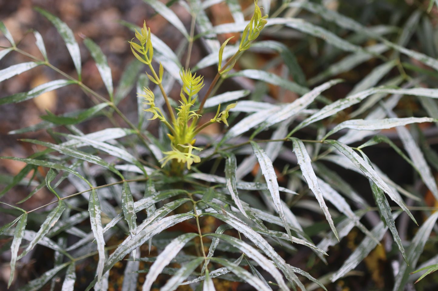 *RETAIL - Mahonia eurybracteata 'Soft Caress'