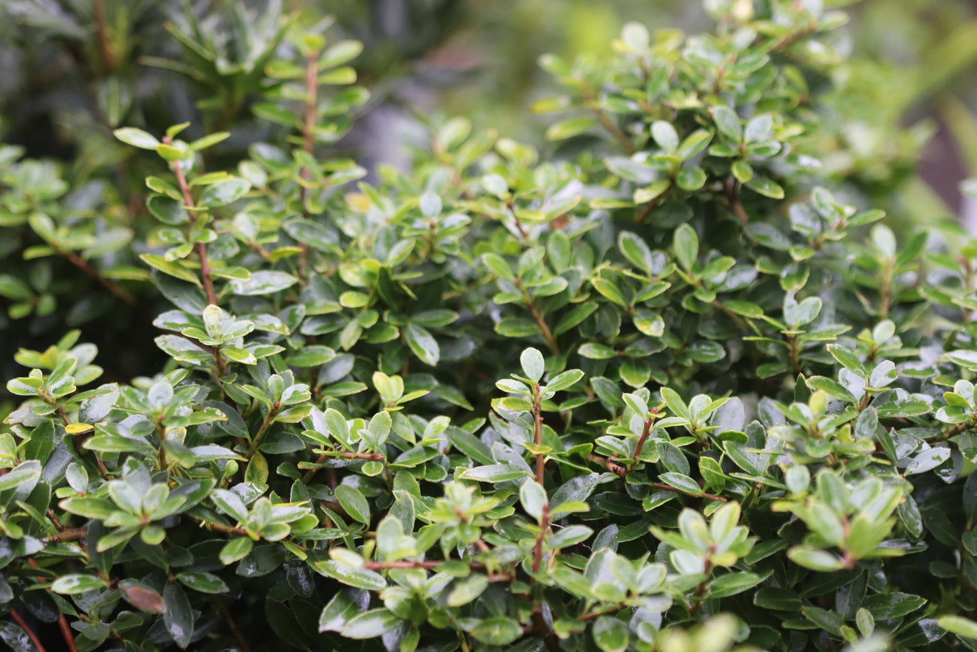 *RETAIL - Ilex crenata 'Lemon Gem' – Cistus Nursery