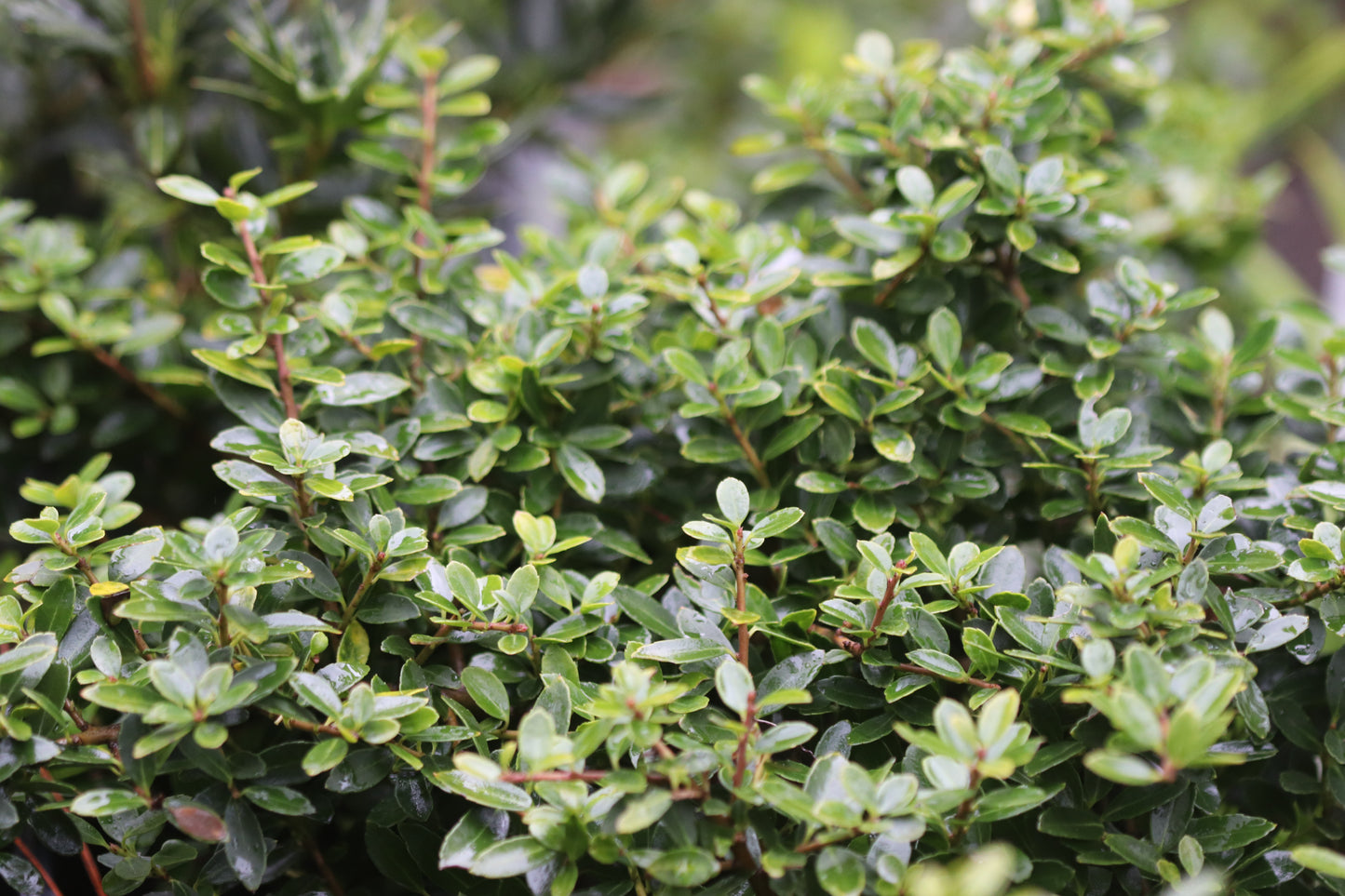 *RETAIL - Ilex crenata 'Lemon Gem'