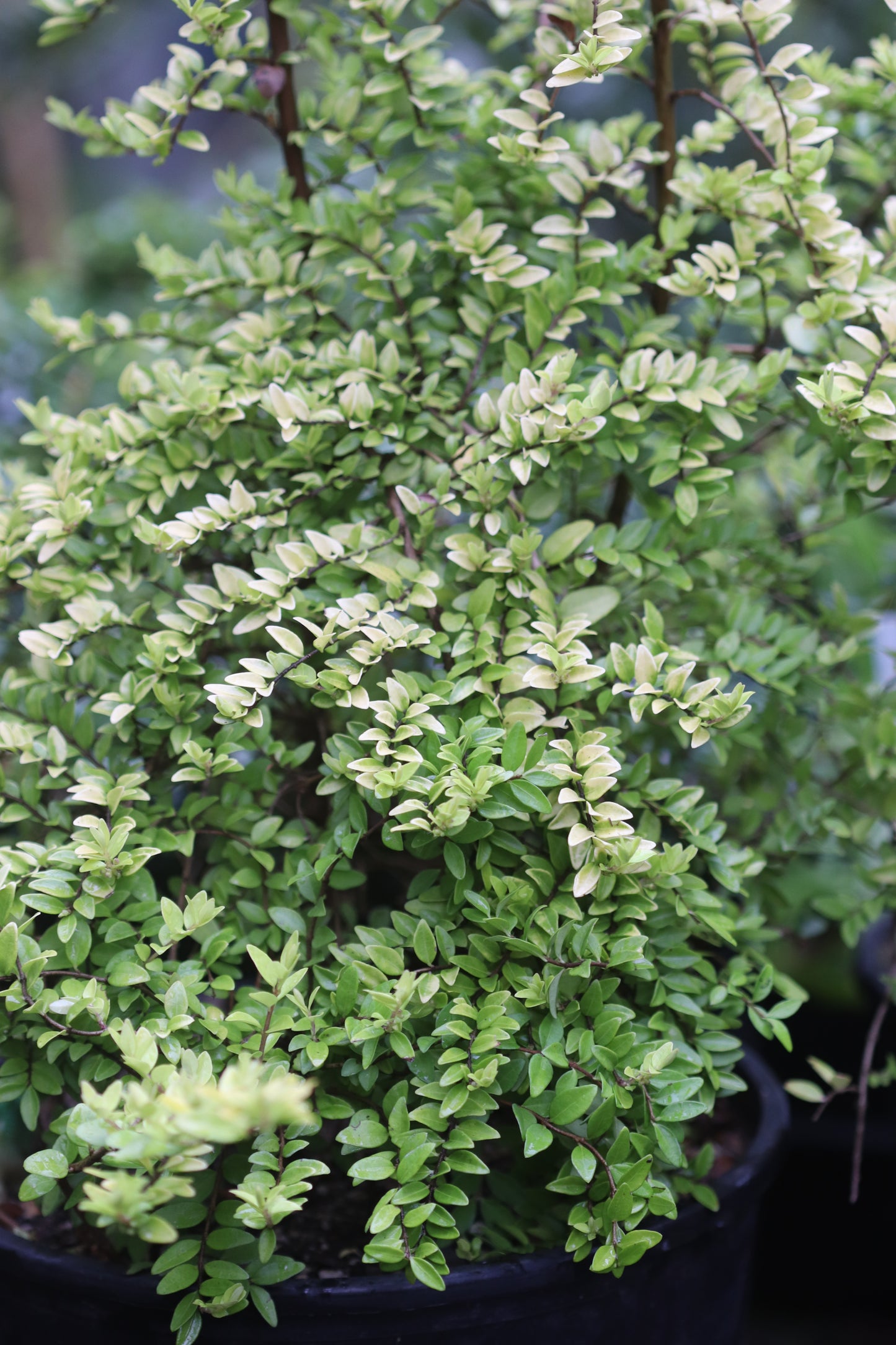 *RETAIL - Lonicera nitida 'All Gold Sport'