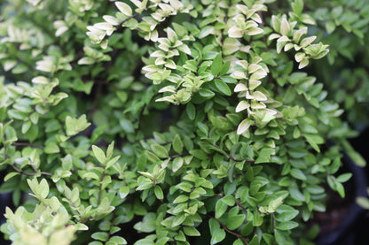 *RETAIL - Lonicera nitida 'All Gold Sport'