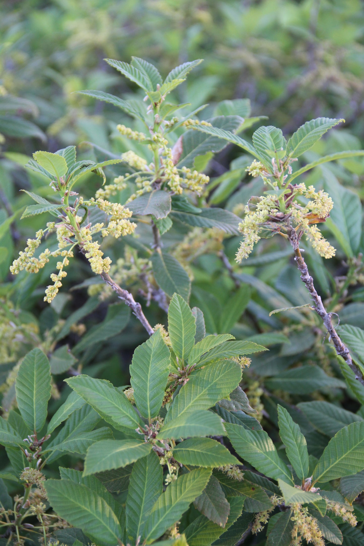 Quercus sadleriana 20.0075 [Kalmiopsis]