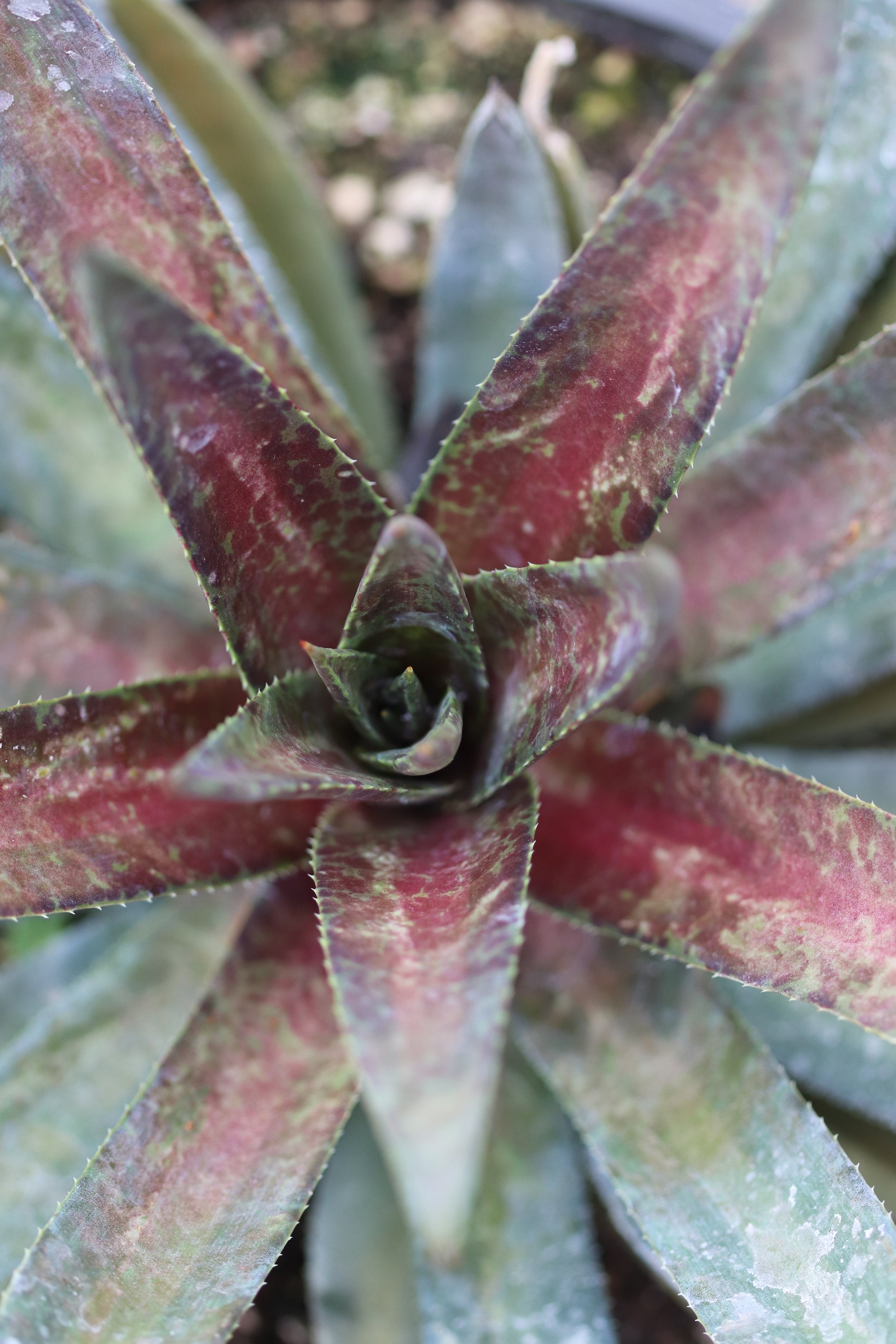 mangave succulent RETAIL