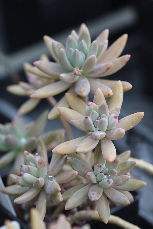 *RETAIL - x Graptoveria 'Pinkie'