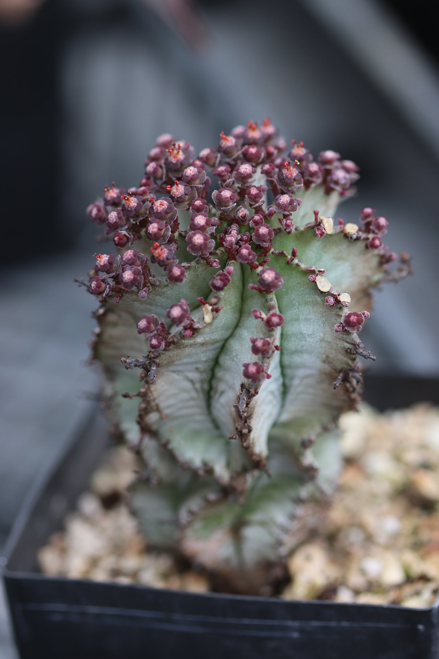 *RETAIL - Euphorbia horrida