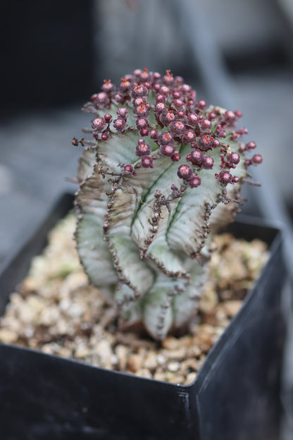 *RETAIL - Euphorbia horrida
