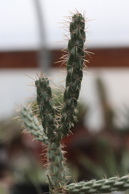 *RETAIL - Opuntia imbricata 'Guadalupe'