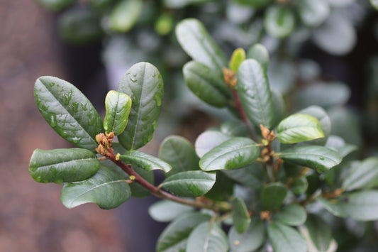 *RETAIL - Rhamnus californica 'Leatherleaf'