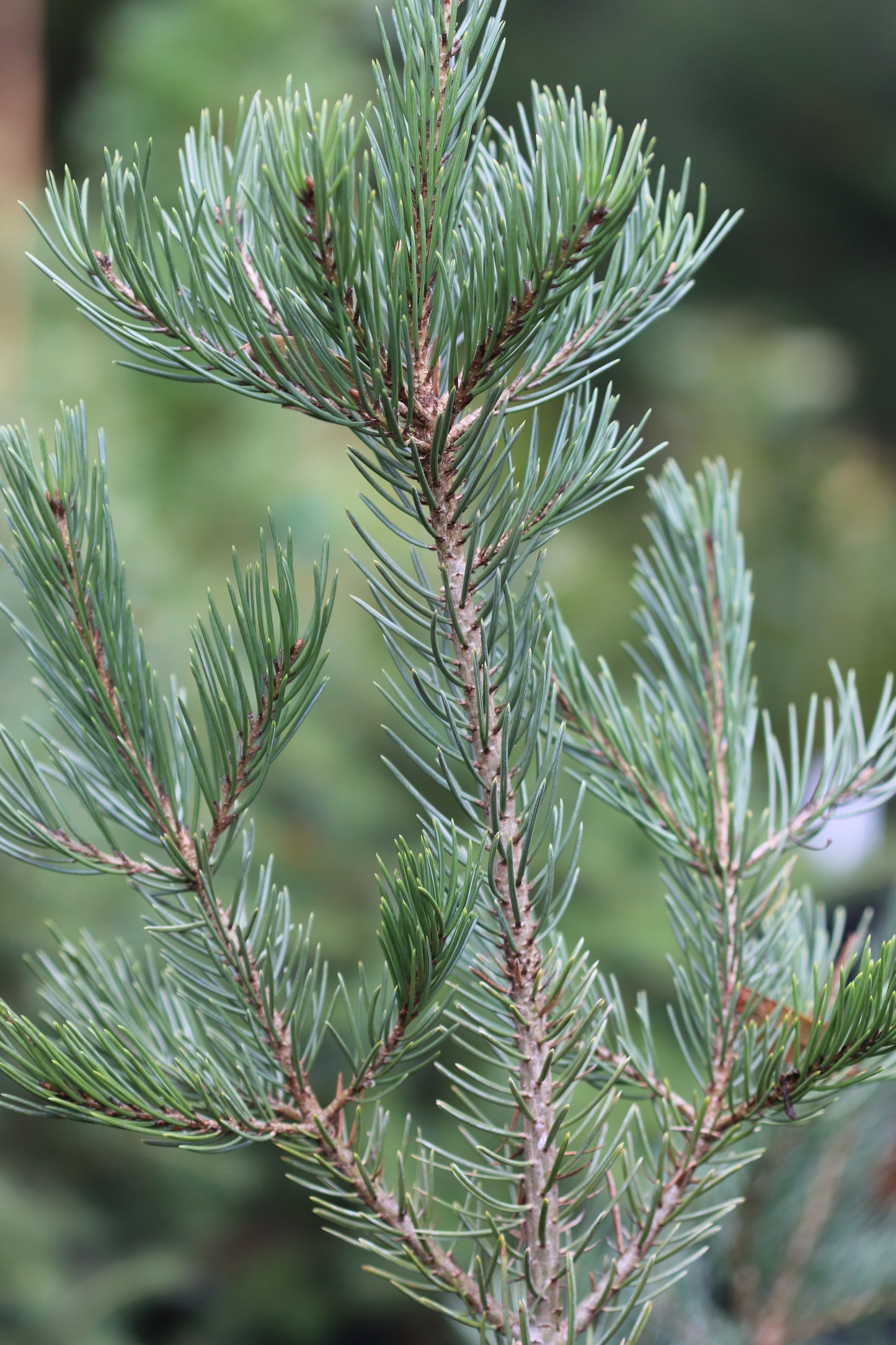 *RETAIL - Pinus edulis