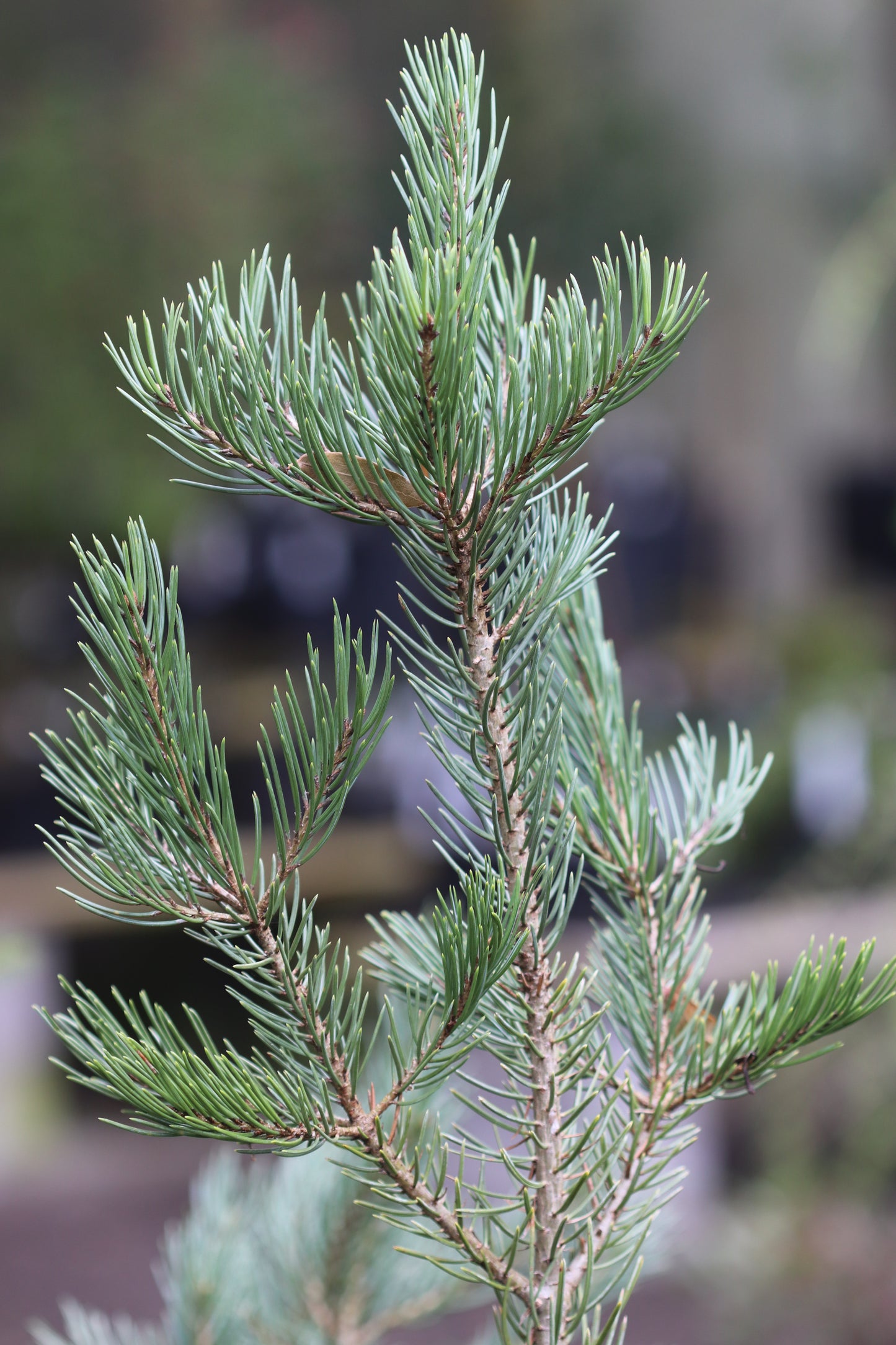 *RETAIL - Pinus edulis