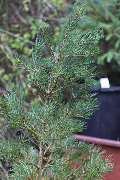 *RETAIL - Pinus edulis