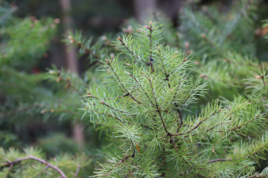 *RETAIL - Pseudotsuga macrocarpa