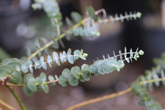 *RETAIL - Eucalyptus pulverulenta 'Baby Blue'