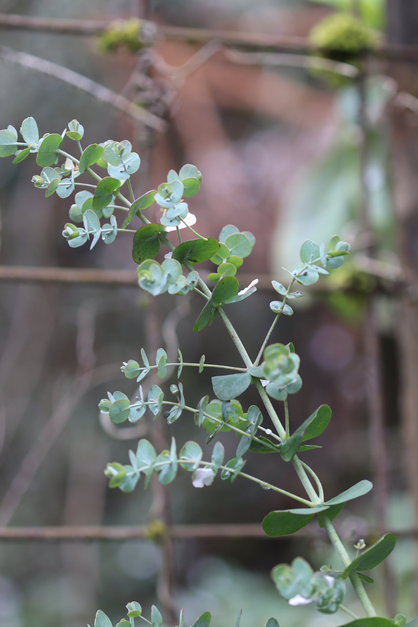 *RETAIL - Eucalyptus glaucescens