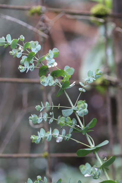 *RETAIL - Eucalyptus glaucescens