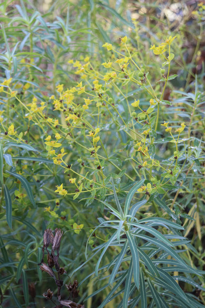 *RETAIL - Euphorbia ceratocarpa