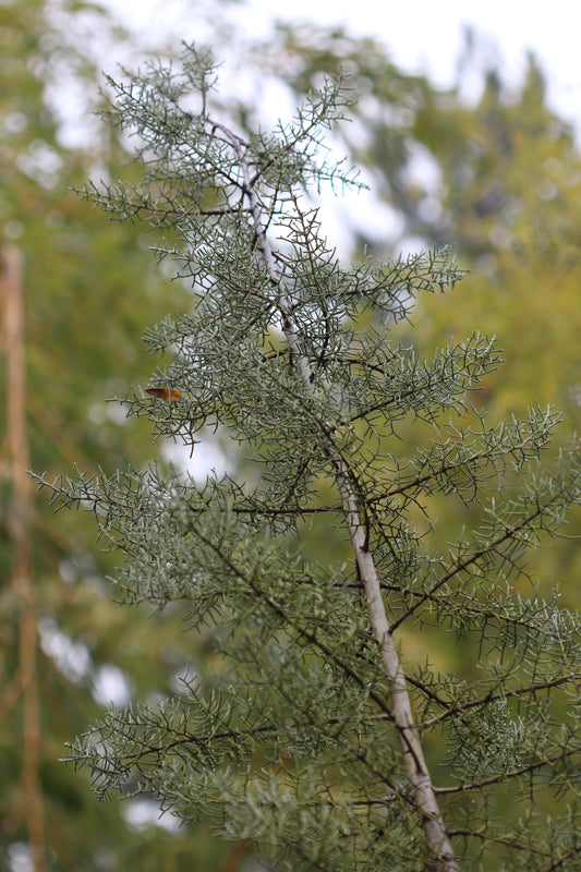 *RETAIL - Cupressus arizonica var. montana 'San Pedro Sentinel'