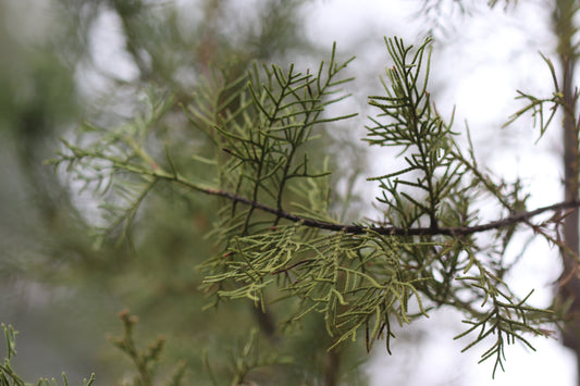 *RETAIL - Cupressus gigantea - silver select