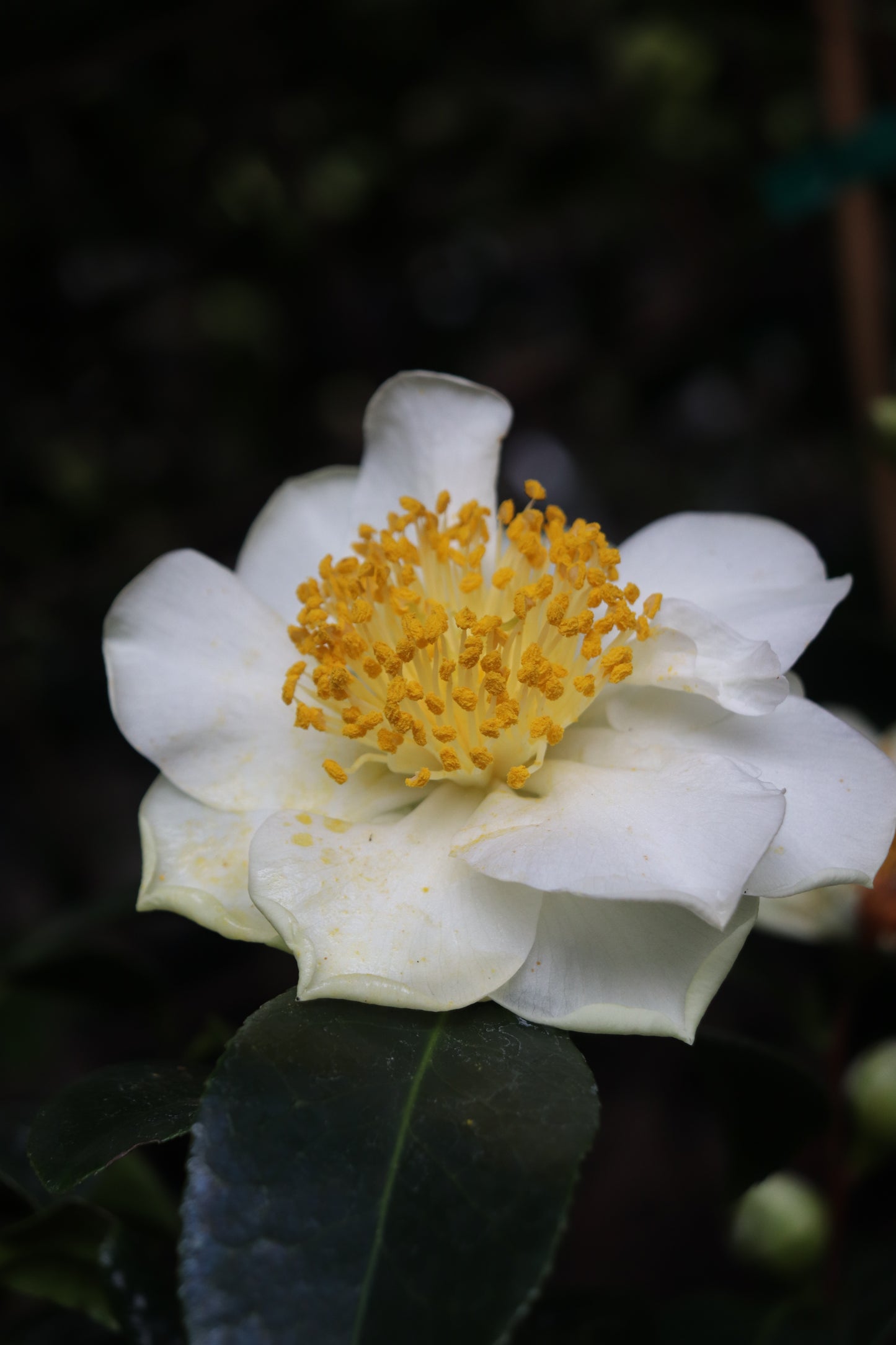 *RETAIL - Camellia japonica 'Silver Waves'