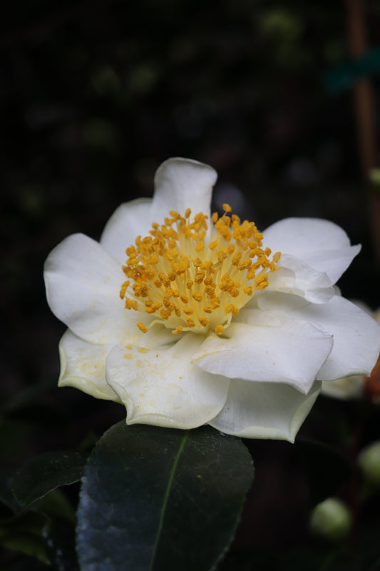 *RETAIL - Camellia japonica 'Silver Waves'