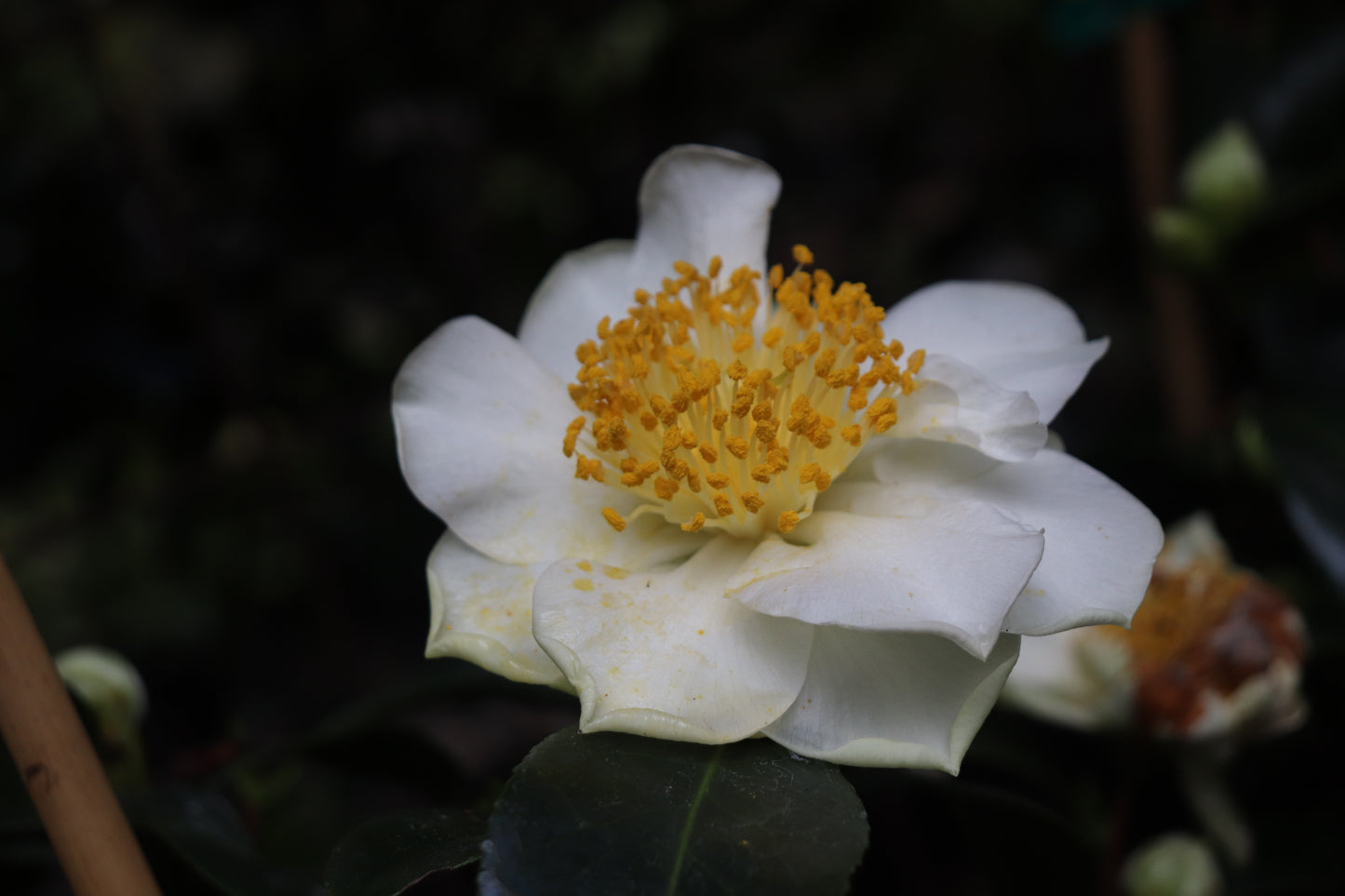 *RETAIL - Camellia japonica 'Silver Waves'