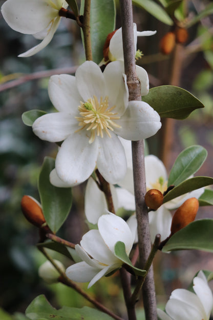 *RETAIL - Magnolia laevifolia 'Snowbird'