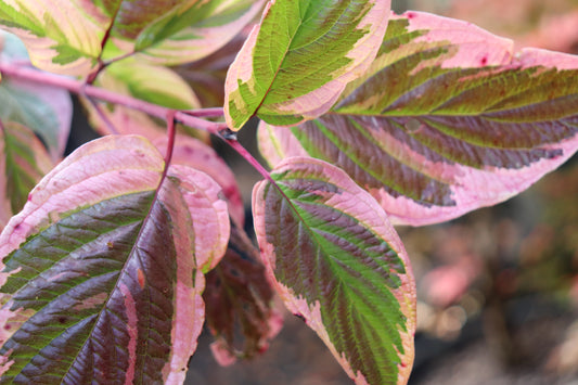 *RETAIL - Cornus sericea 'Hedgerows Gold'