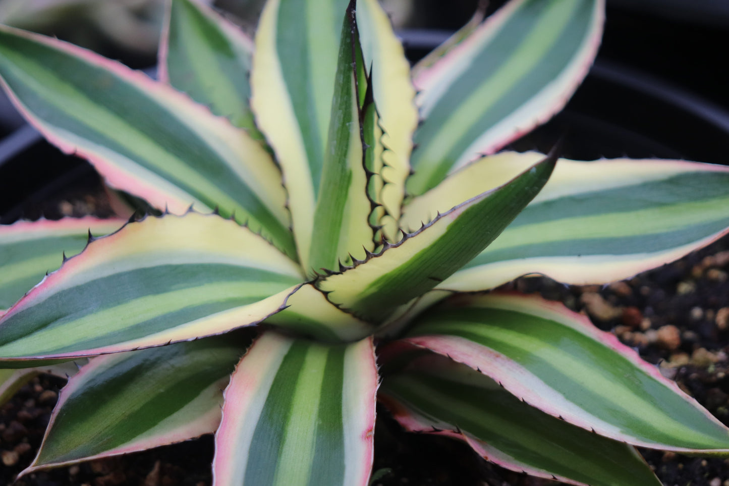 *RETAIL - Agave lophantha 'Quadricolor'