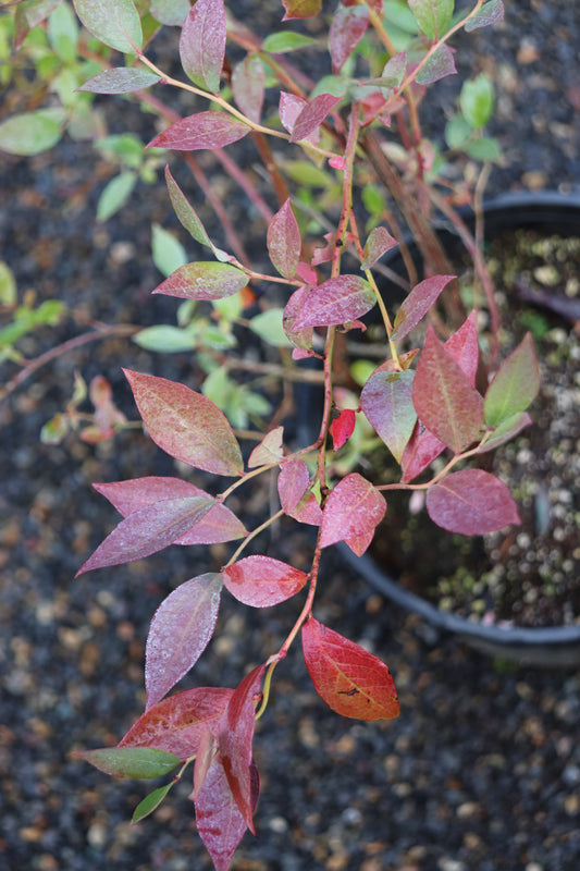 *RETAIL - Vaccinium 'Kestrel' TM