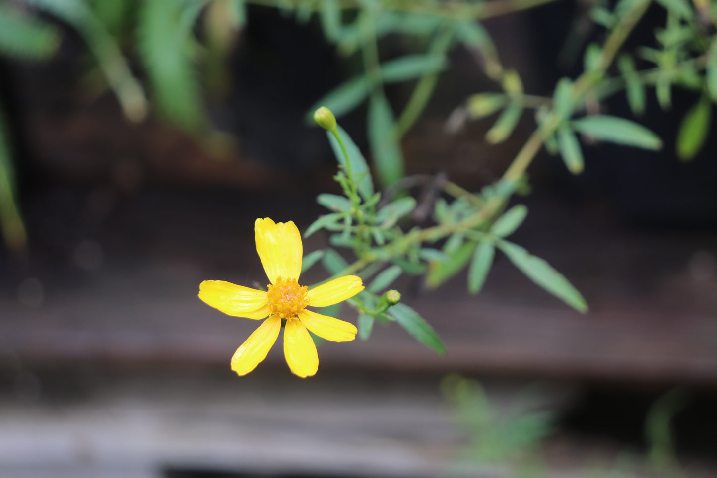 *RETAIL - Tagetes lemmonii