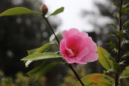 *RETAIL - Camellia reticulata [Wilson/Coos Bay]