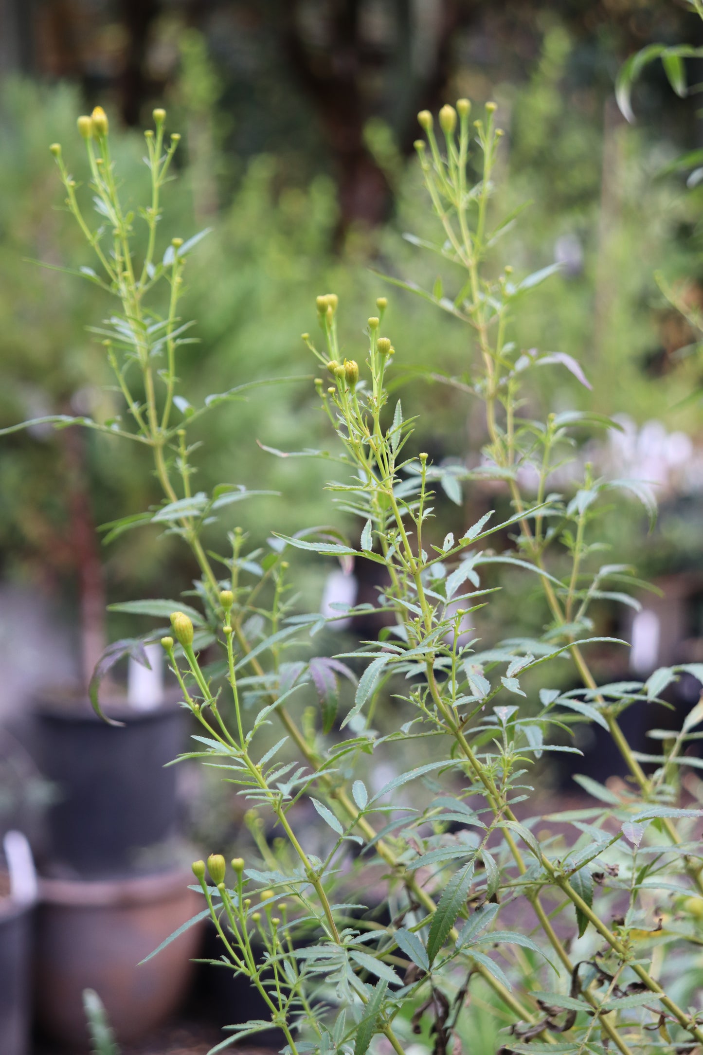 *RETAIL - Tagetes lemmonii