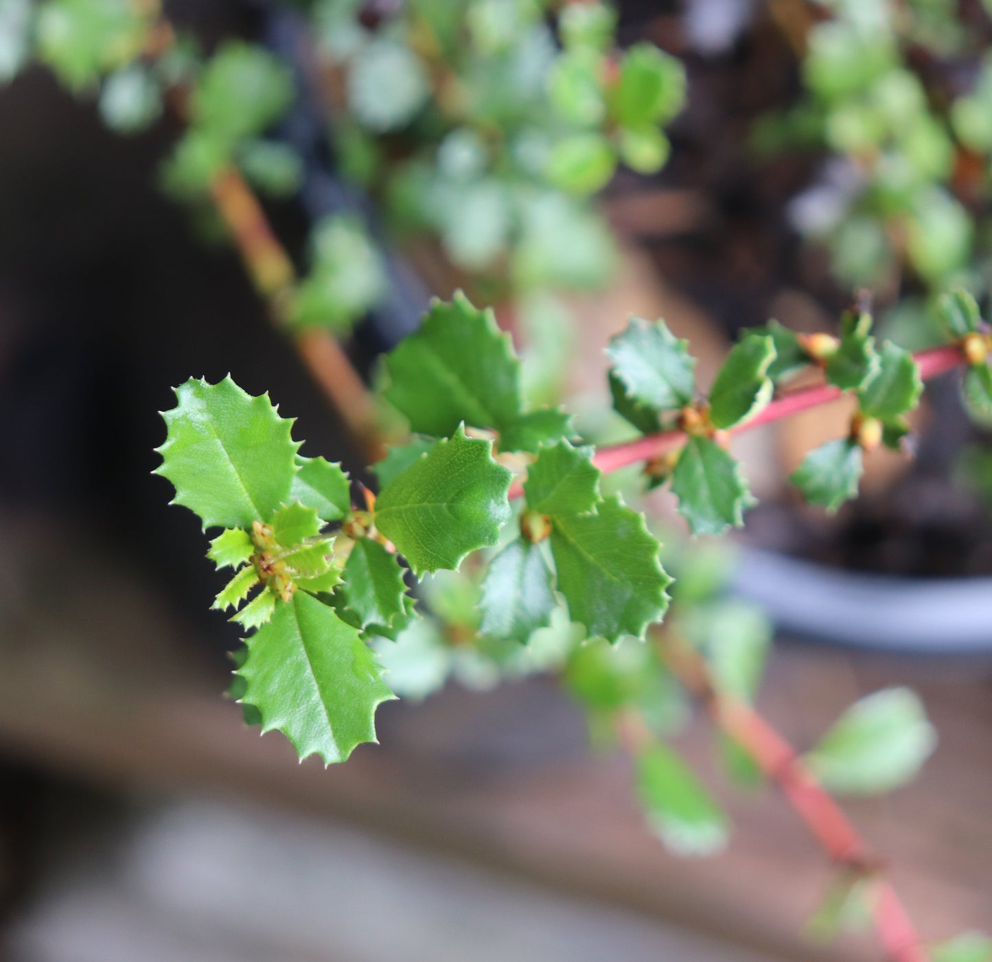 *RETAIL - Ceanothus gloriosus ssp. exaltatus 'Emily Brown'