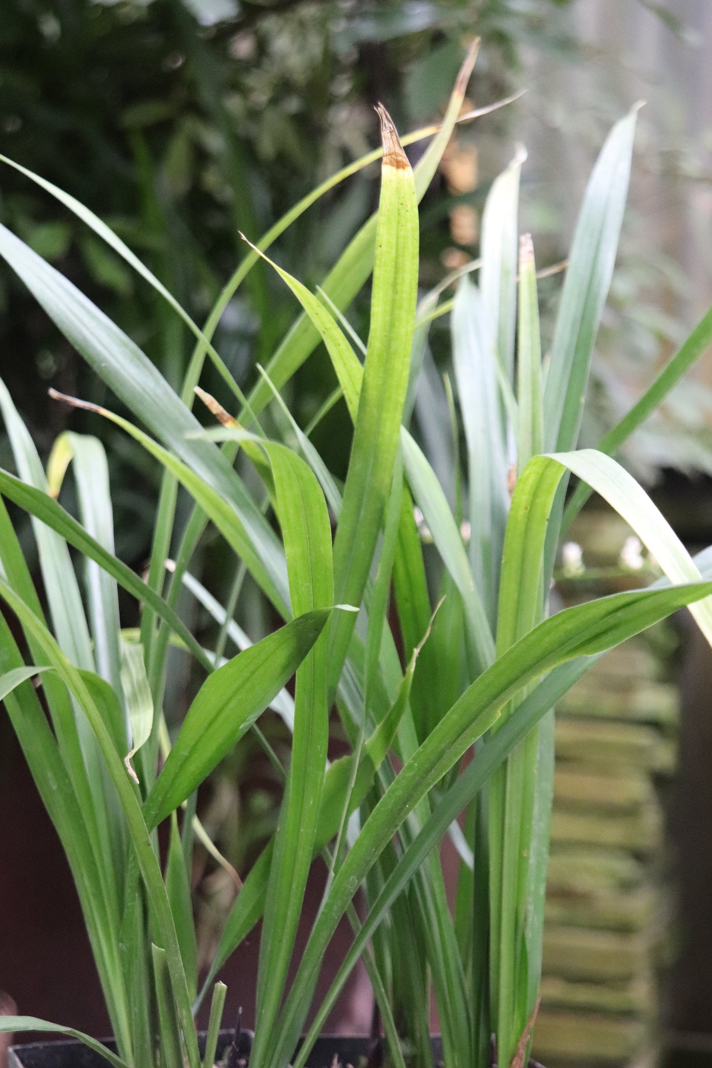 Aspidistra caespitosa 'Jade Ribbons'