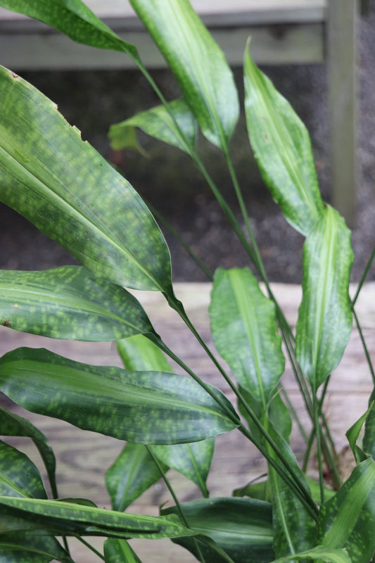 *RETAIL - Aspidistra sp. [spotted and stripey]