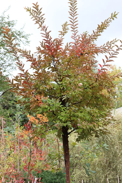 *RETAIL - Lagerstroemia 'Natchez' - standard