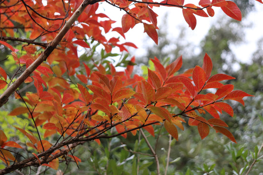 *RETAIL - Lagerstroemia x fauriei 'Muskogee' - standard