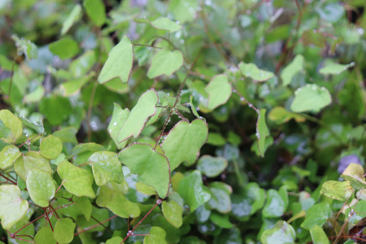 *RETAIL - Vancouveria chrysantha 'Nevin's Form'