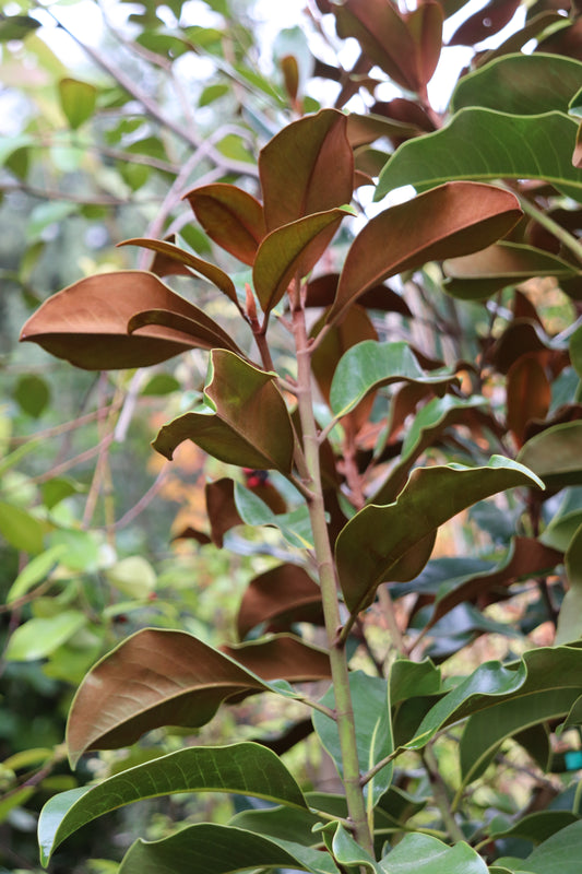 *RETAIL - Magnolia grandiflora 'Bracken's Brown Beauty'