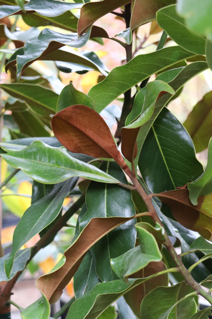 *RETAIL - Magnolia grandiflora 'Bracken's Brown Beauty'